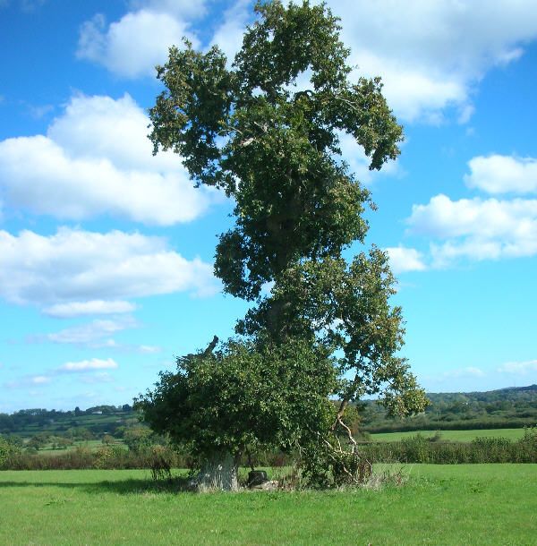 A lone tree that has lost it main trunk