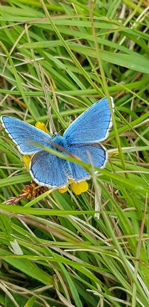 Adonis butterfly