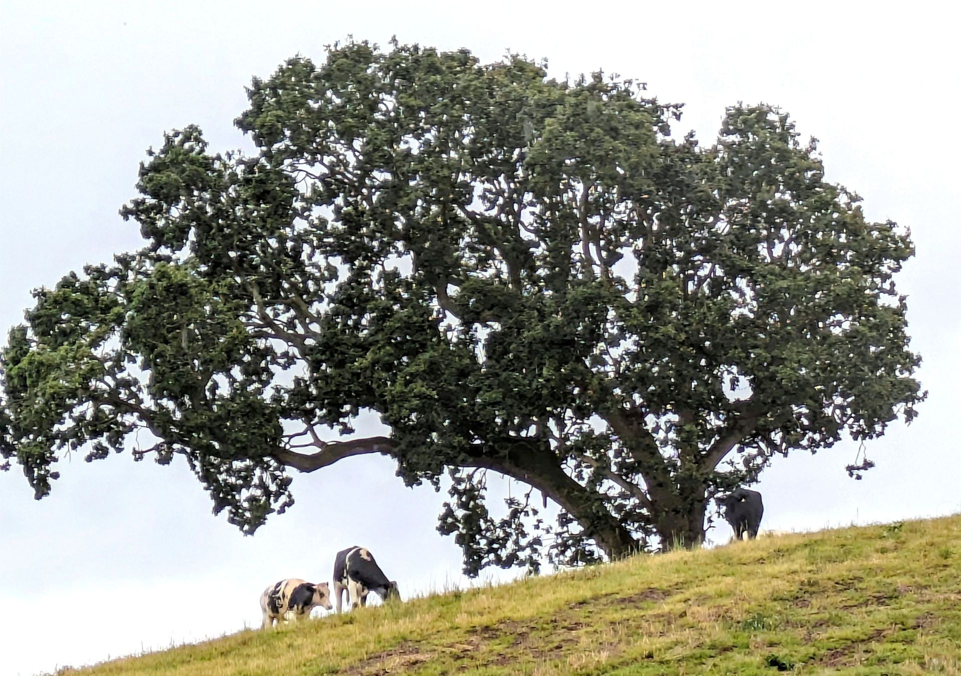 cows