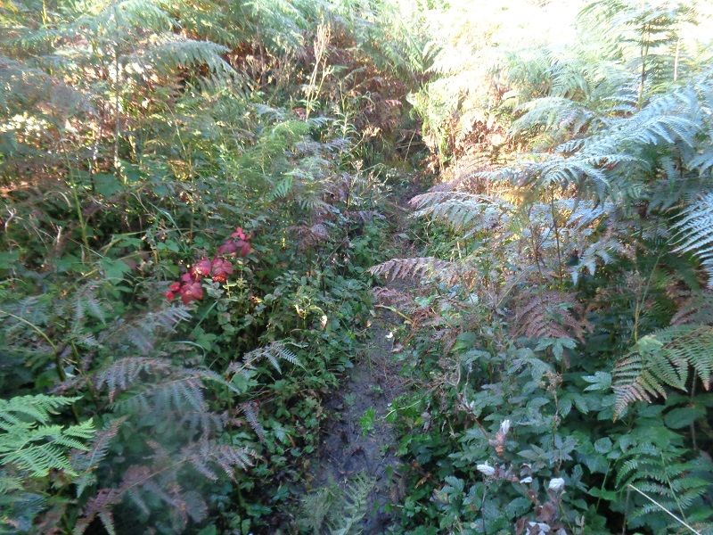 Bracken