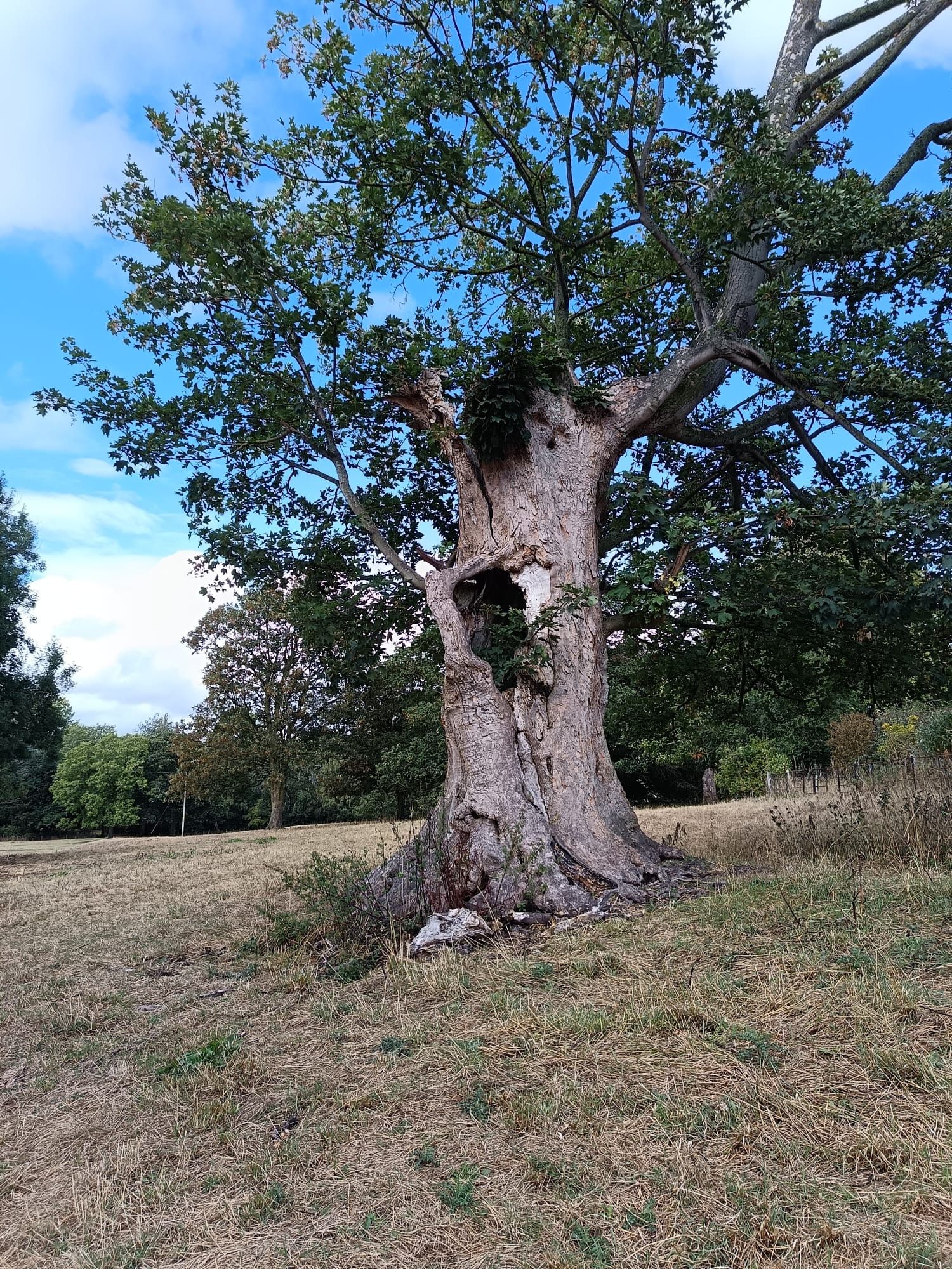 tree