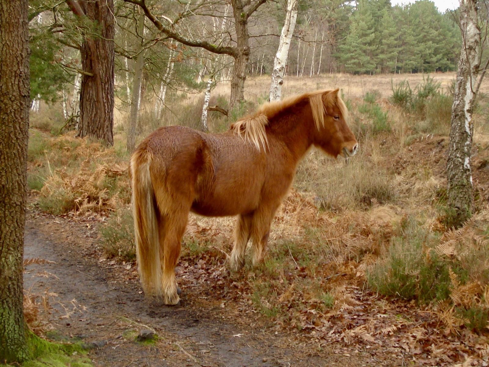 Icelandic Pony