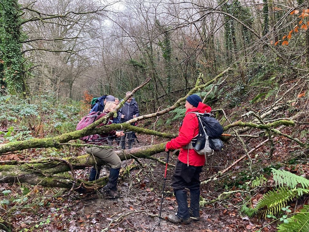 fallen tree