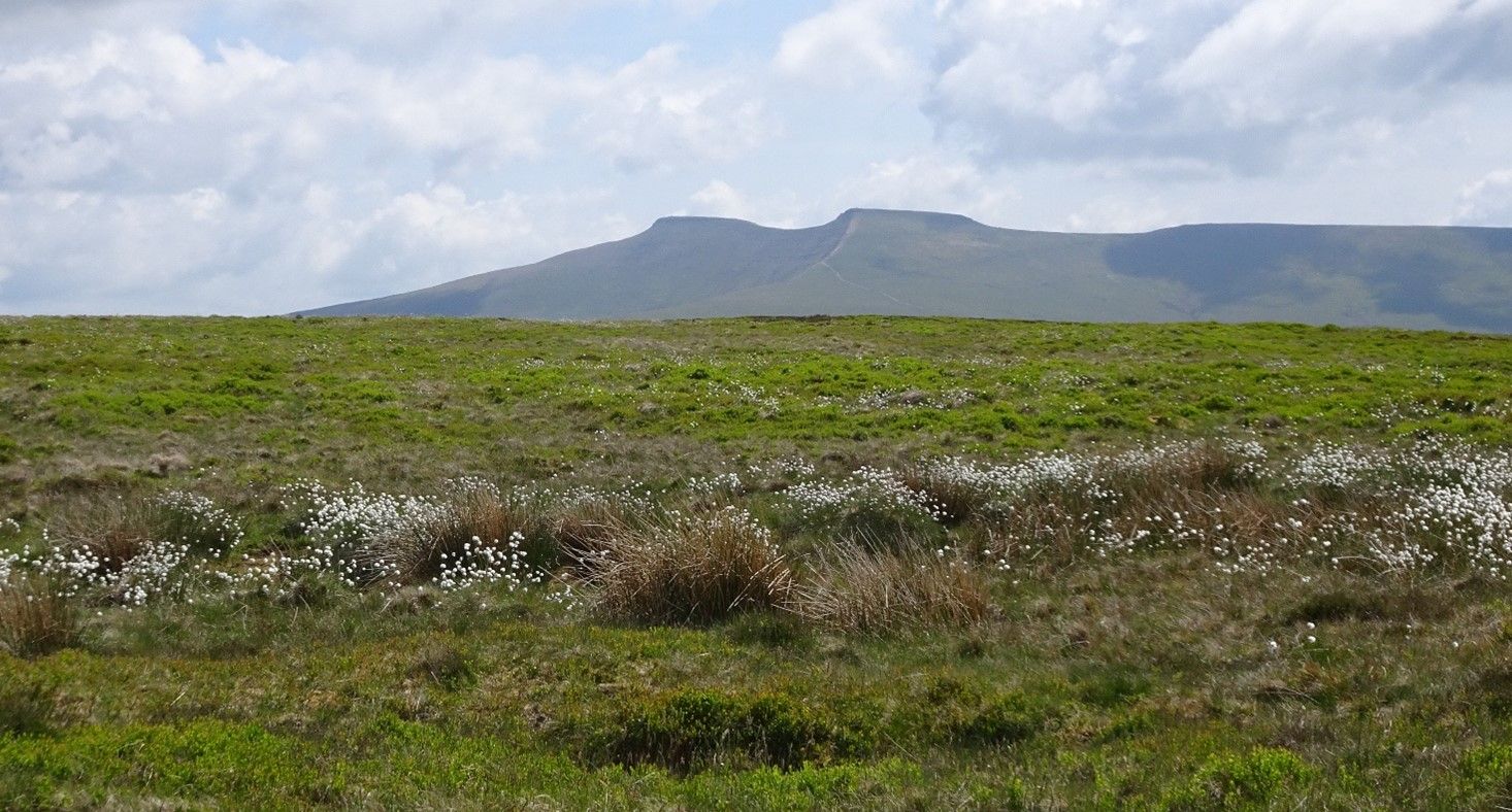 Fan Frynych Circular