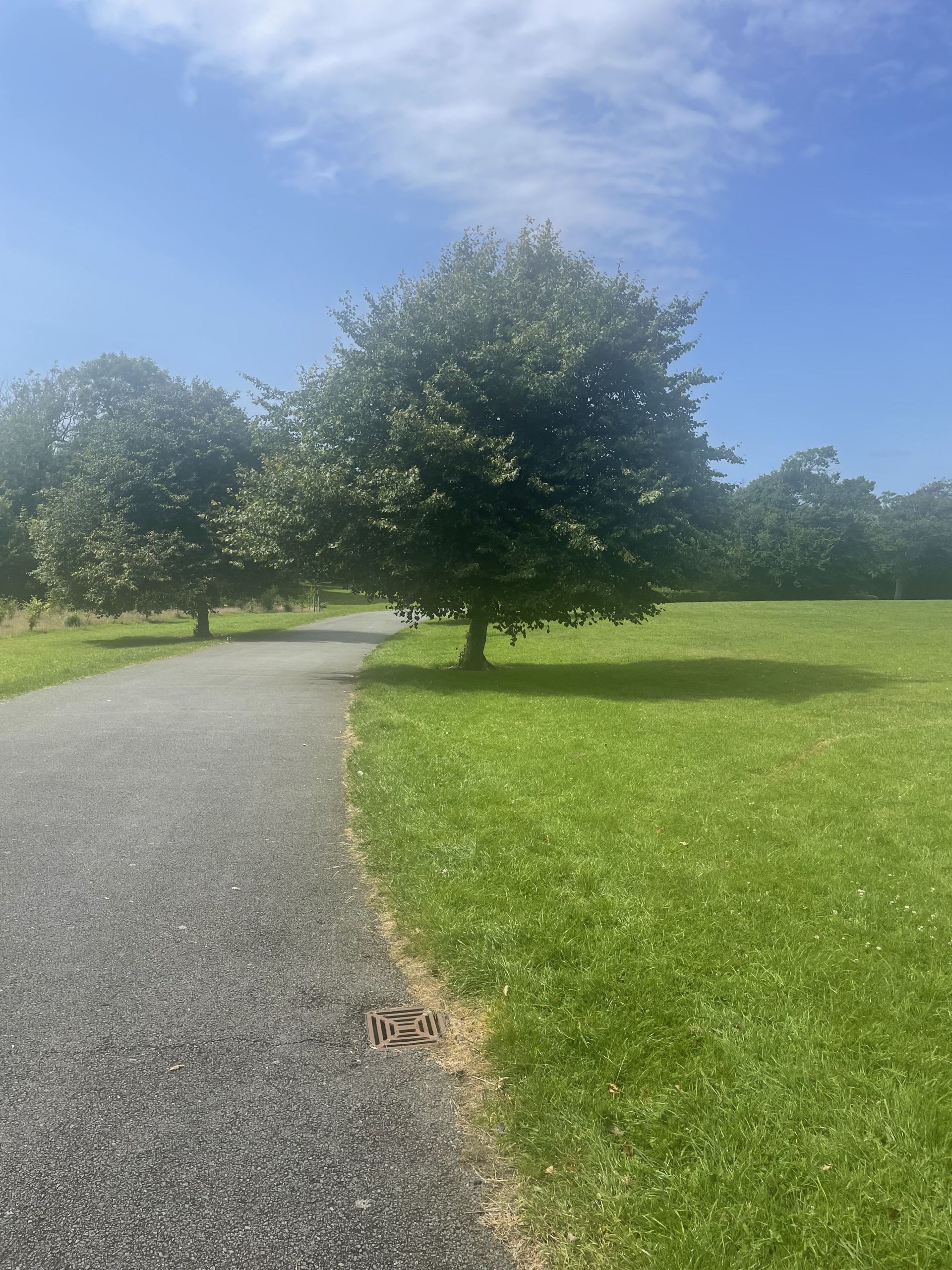 Trees in the park