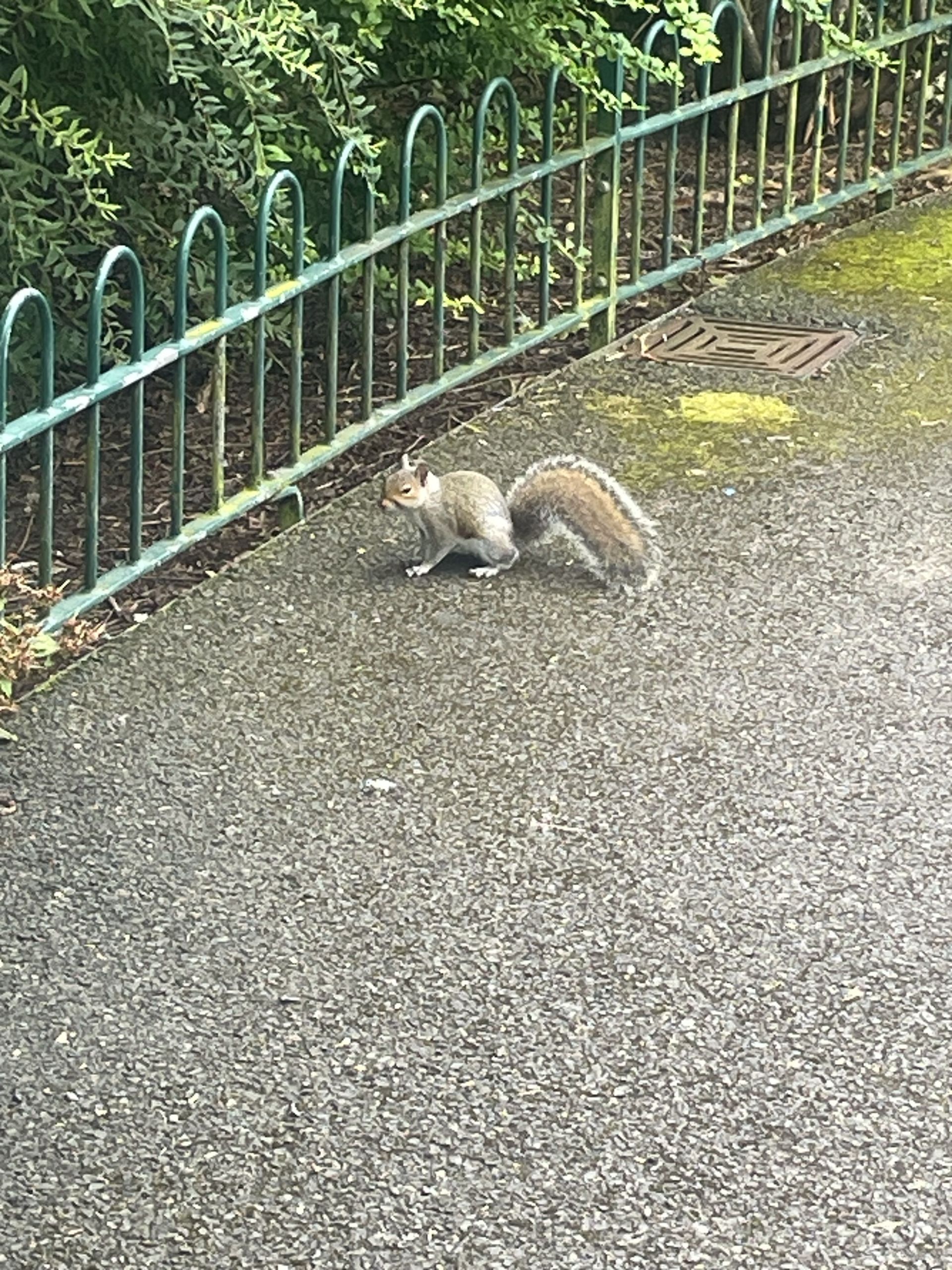 Grey squirrel in the park