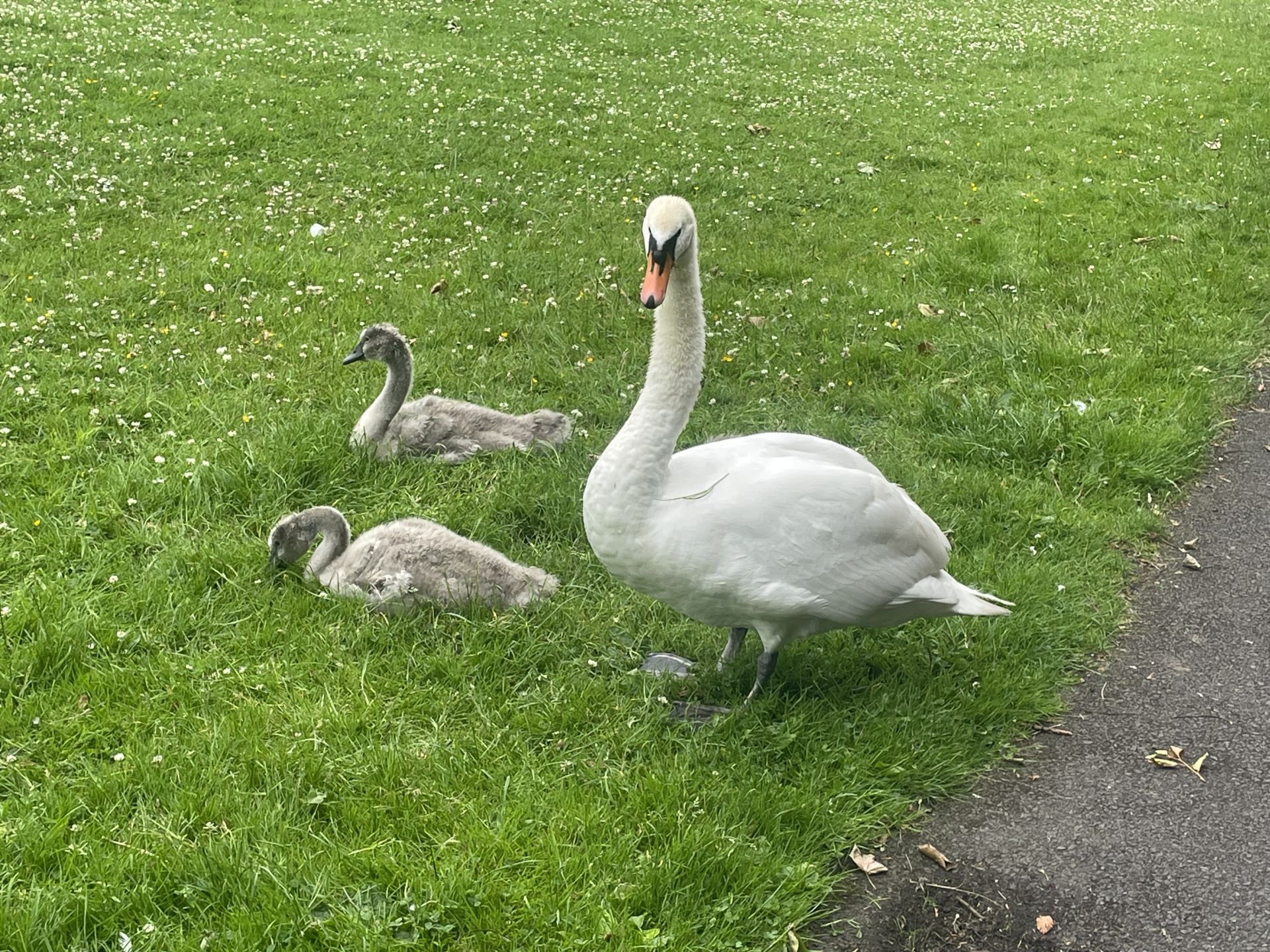 Swan and  cygnets in the park