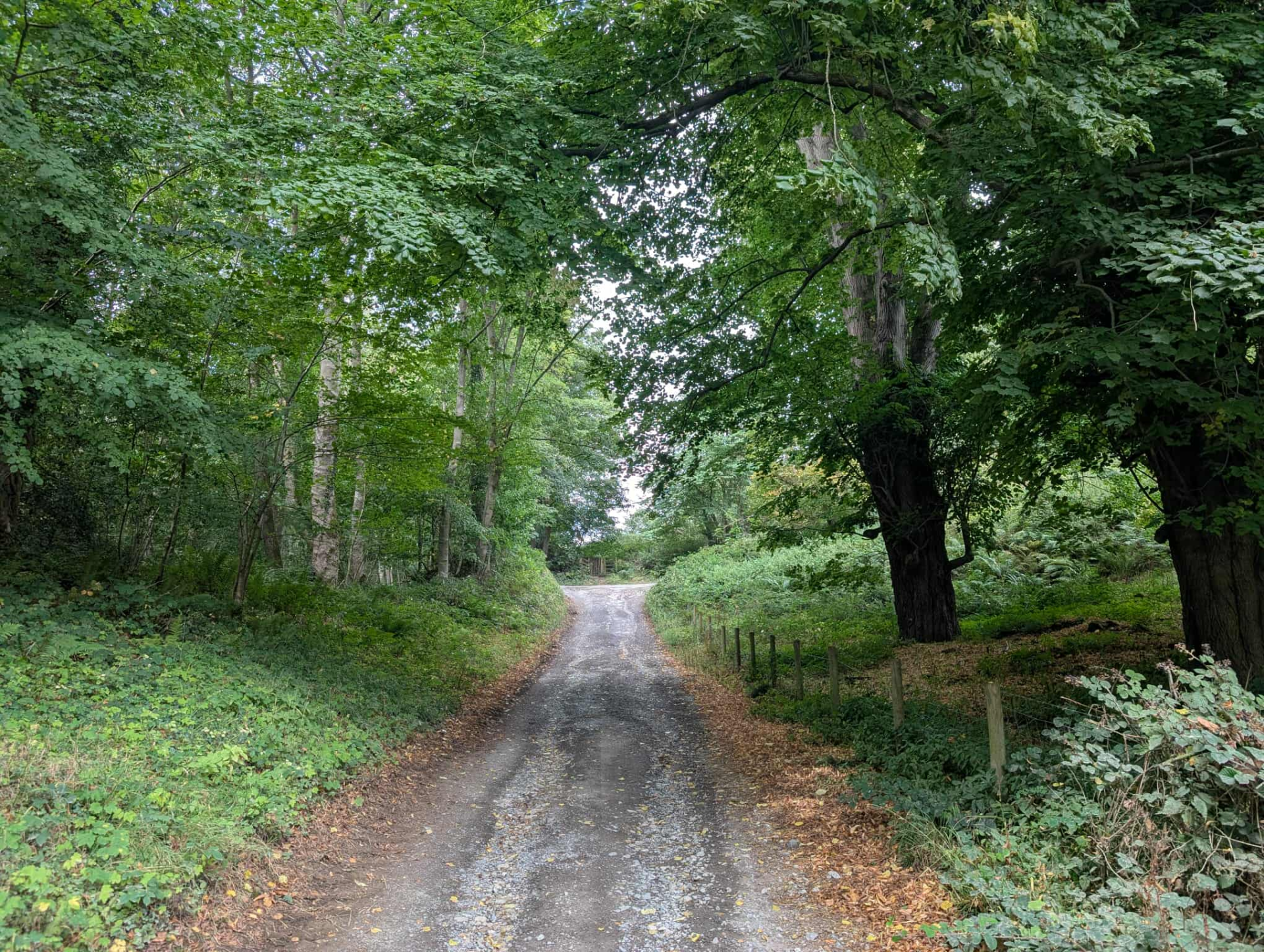 Track through woodland