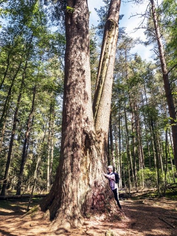 The 'King of the Forest' - the Scots pine with the largest recorded girth