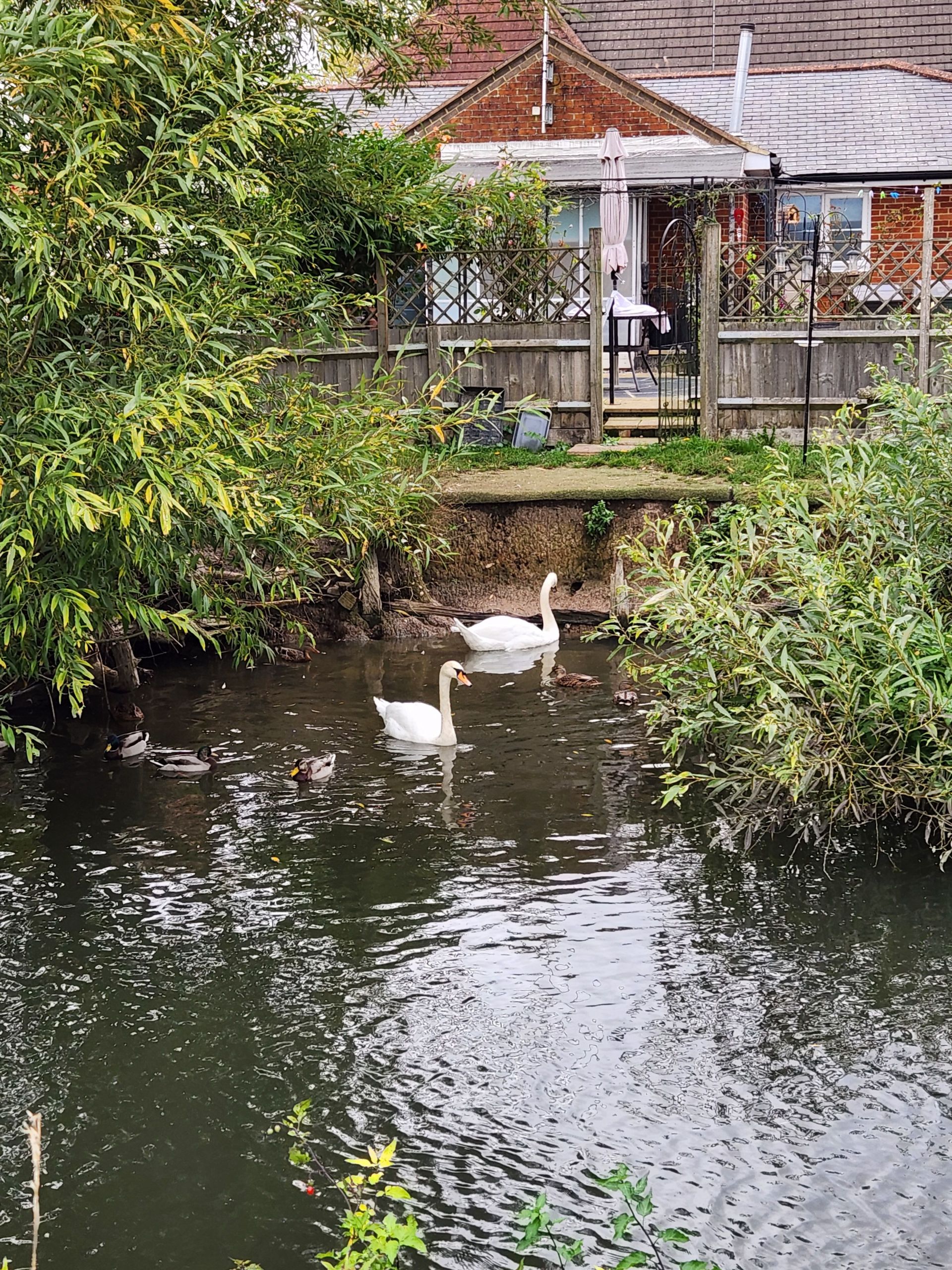 Swans