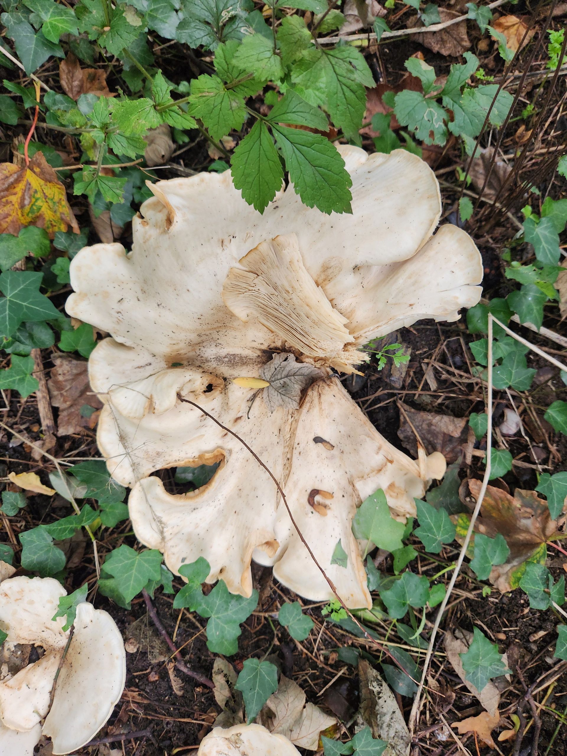 Fungi