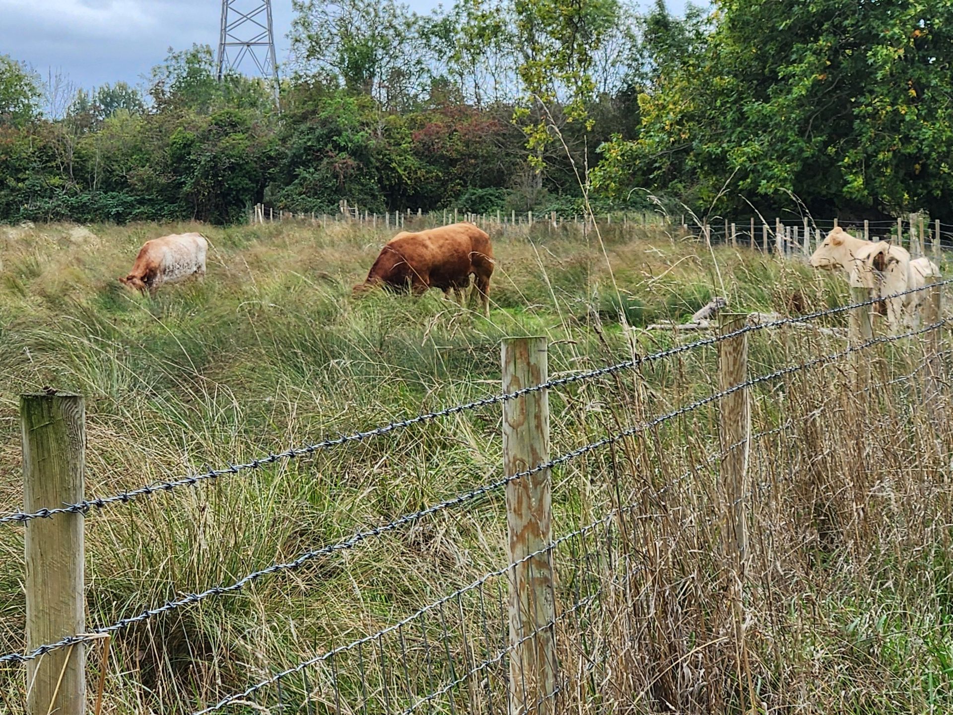 Cows