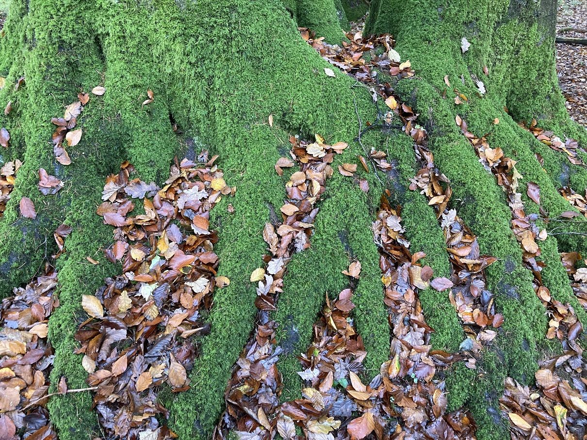 mossy roots