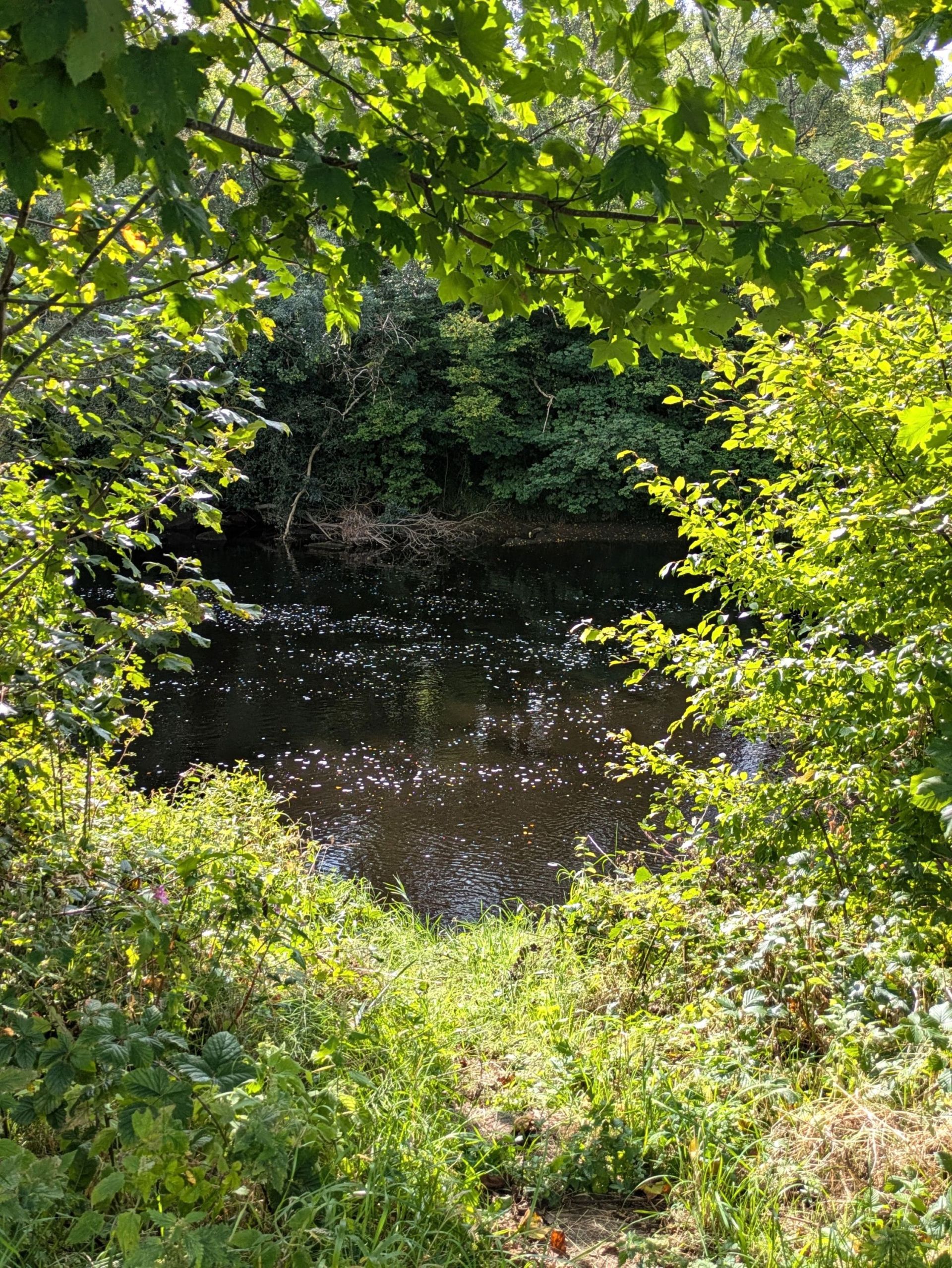 riverbank