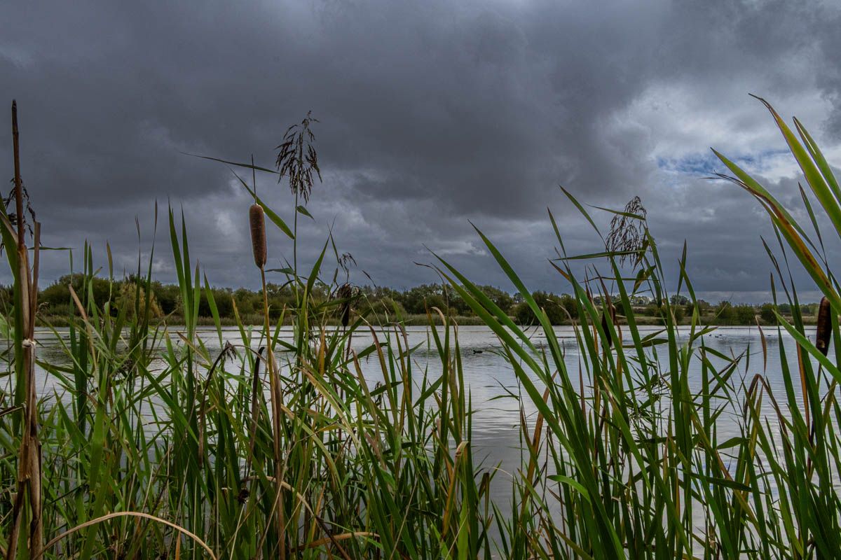 Bullrushes near the lake in Jubilee wood
