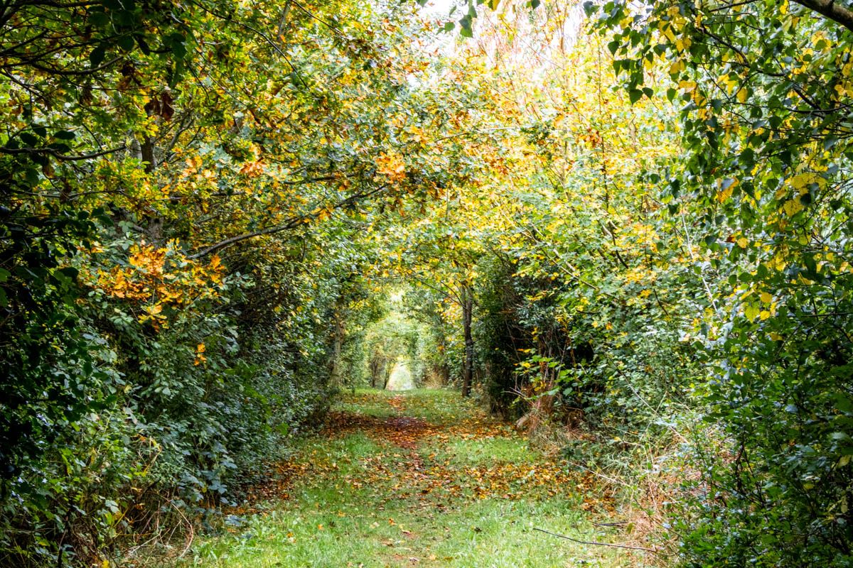 The path to the Jubilee wood
