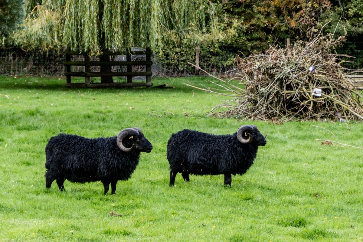 Very black sheep