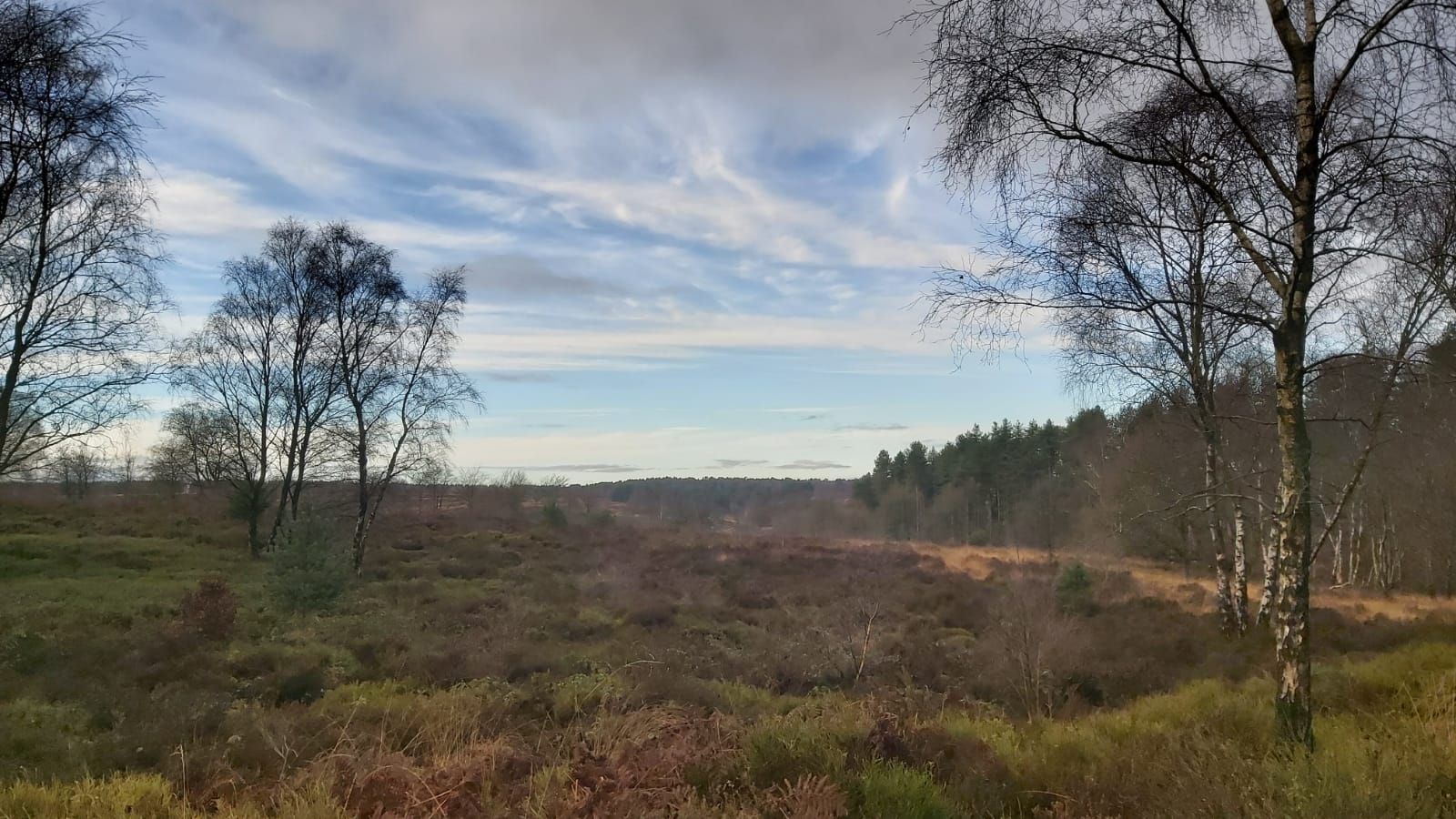 Cannock Chase