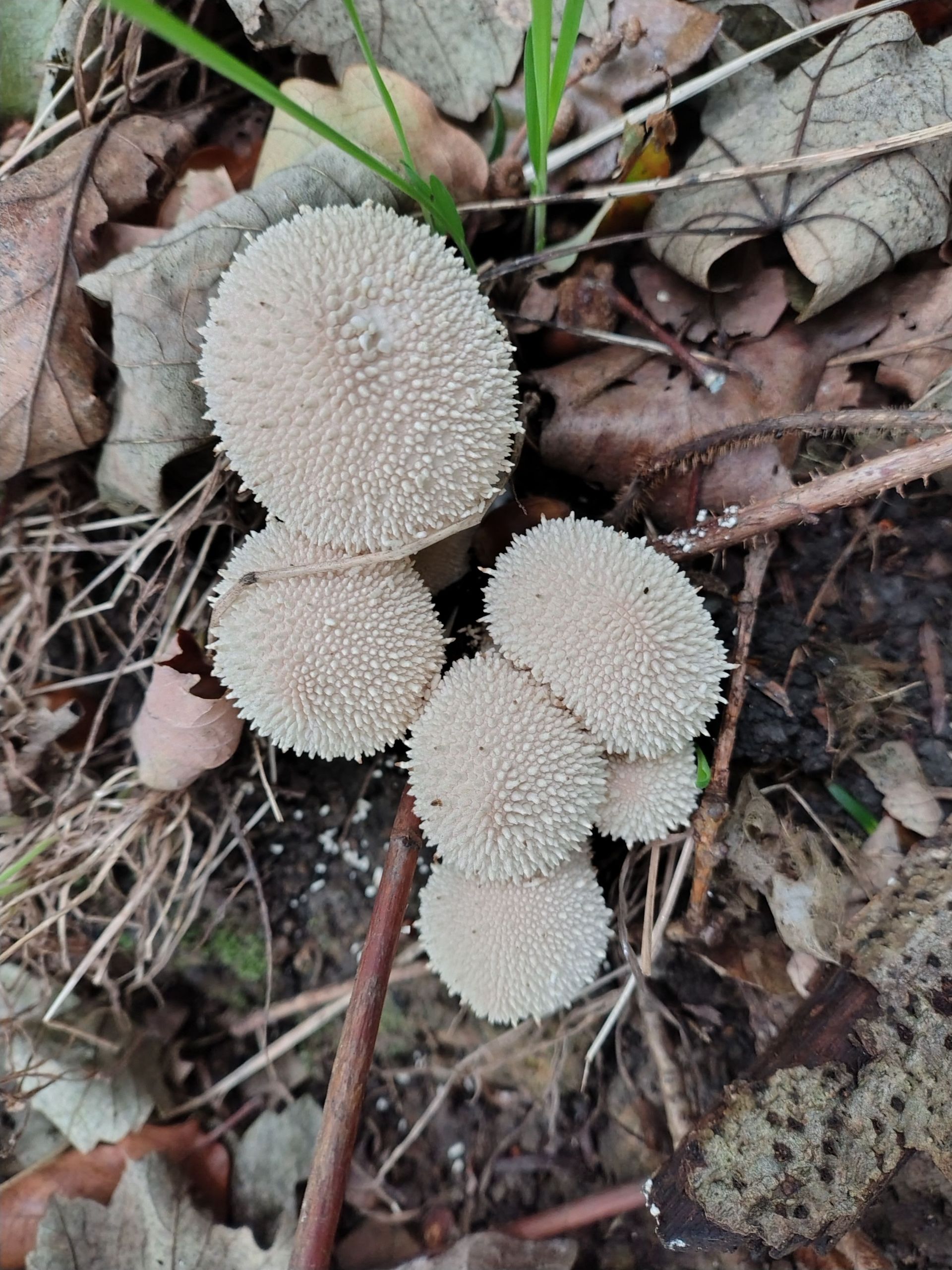 Crazy mushrooms