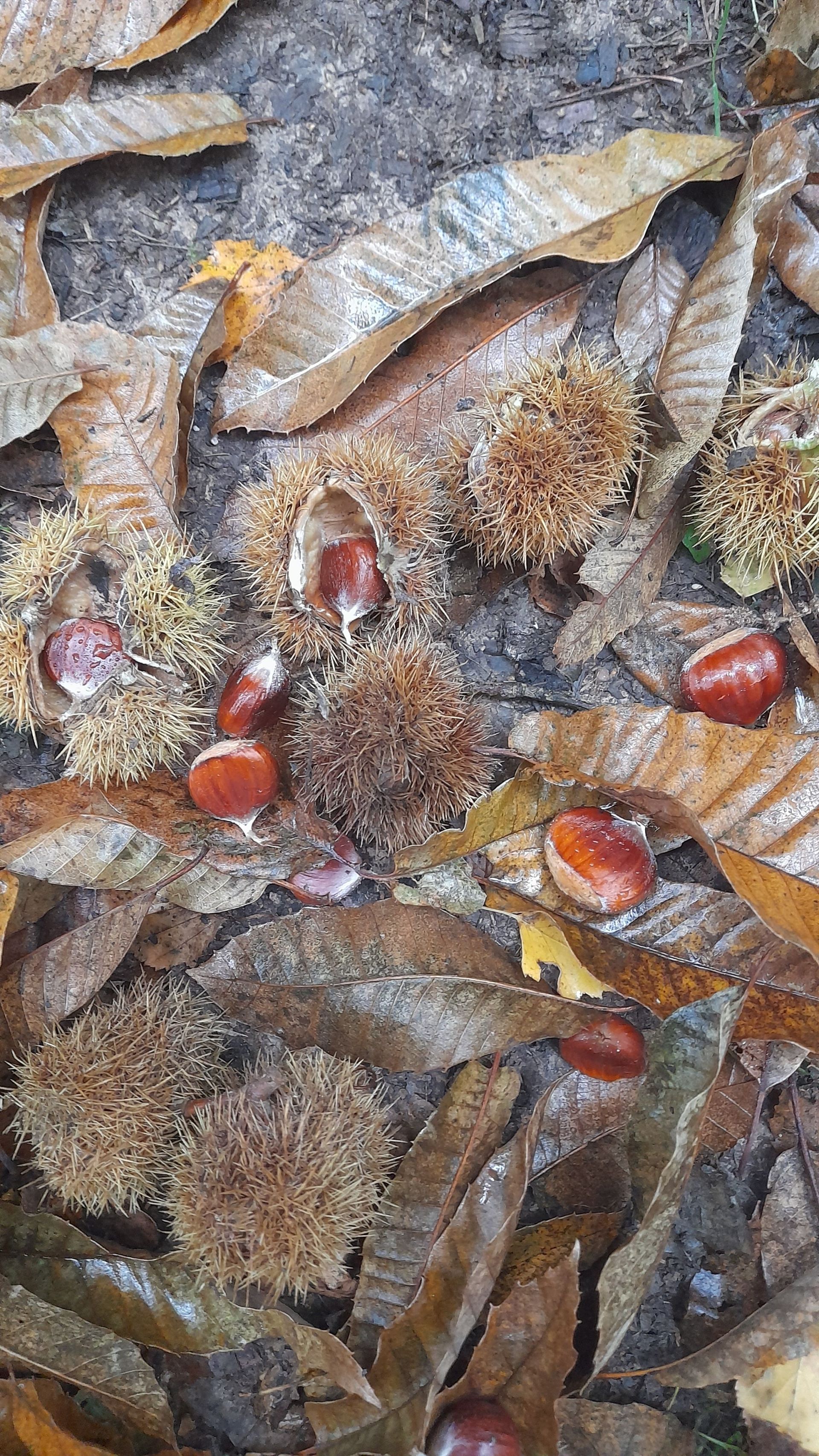 Sweet chestnuts 
