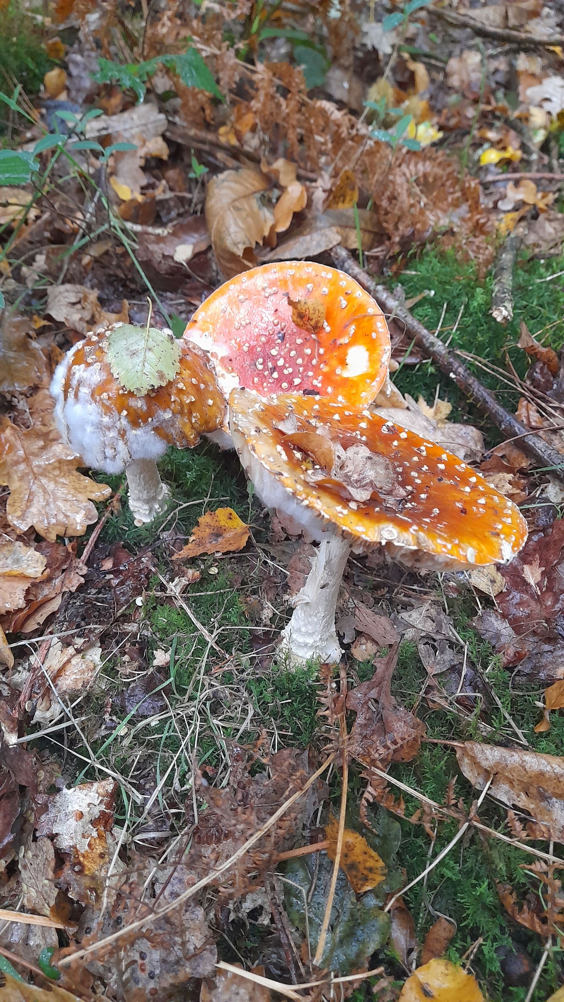 Funghi