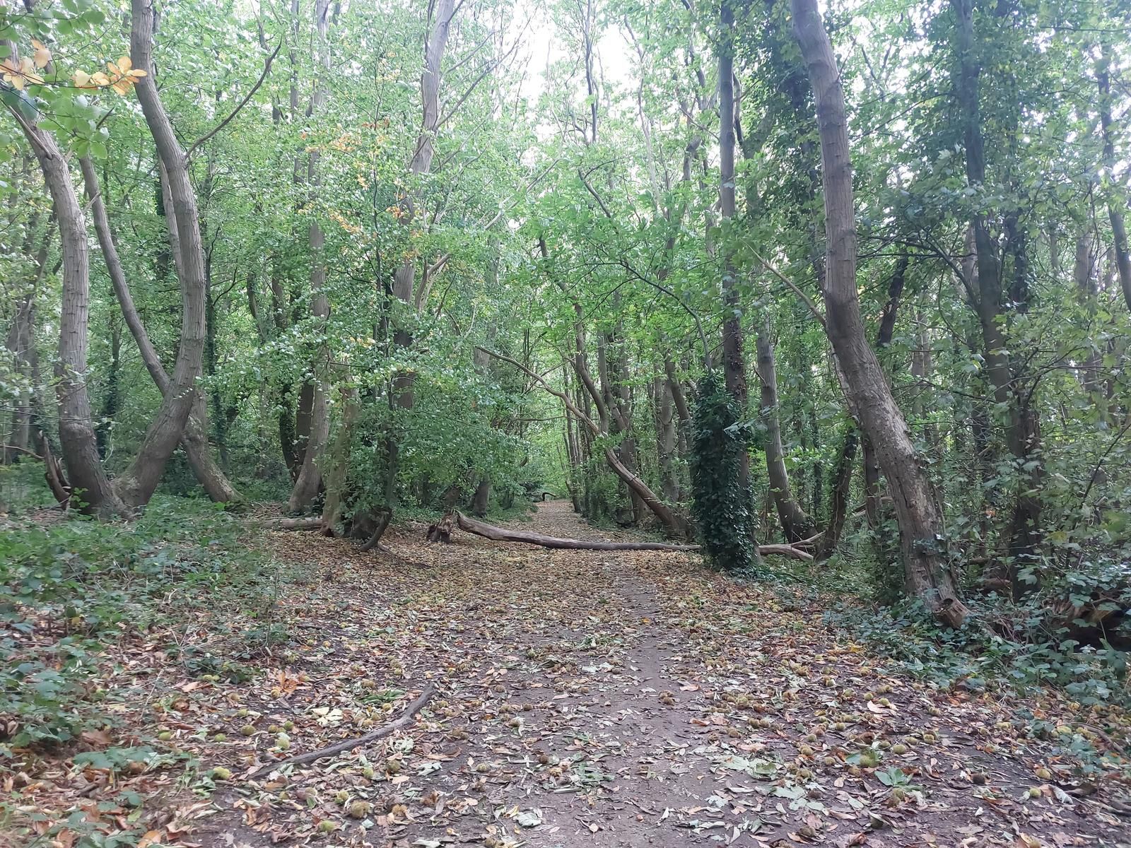 Chestnut woods