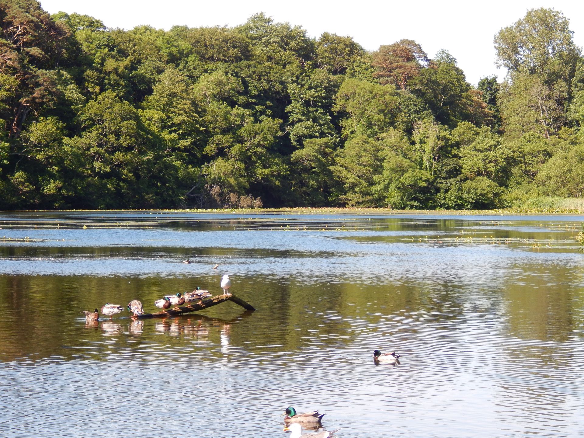 Swan Pond