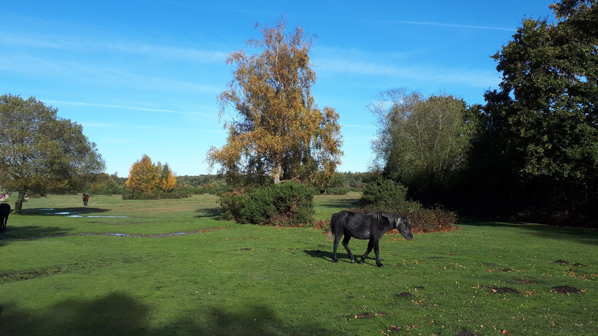 New Forest pony in front of a tree.