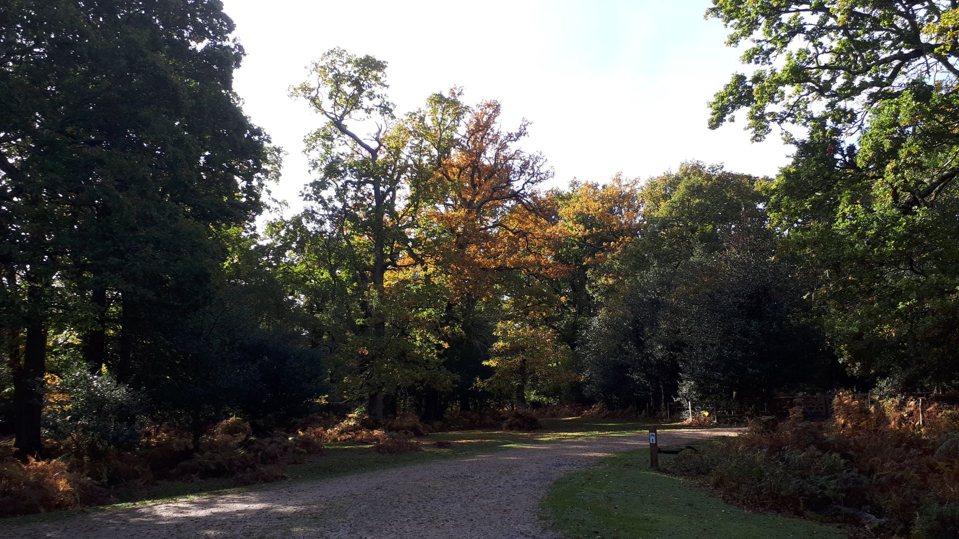 New Forest trees showing autumn colours. 