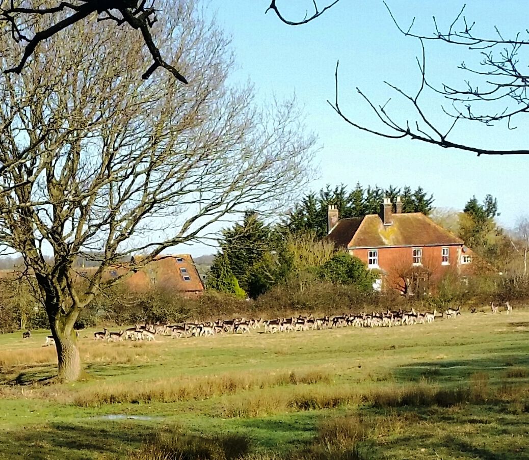 Deer at Curtis Mill Green