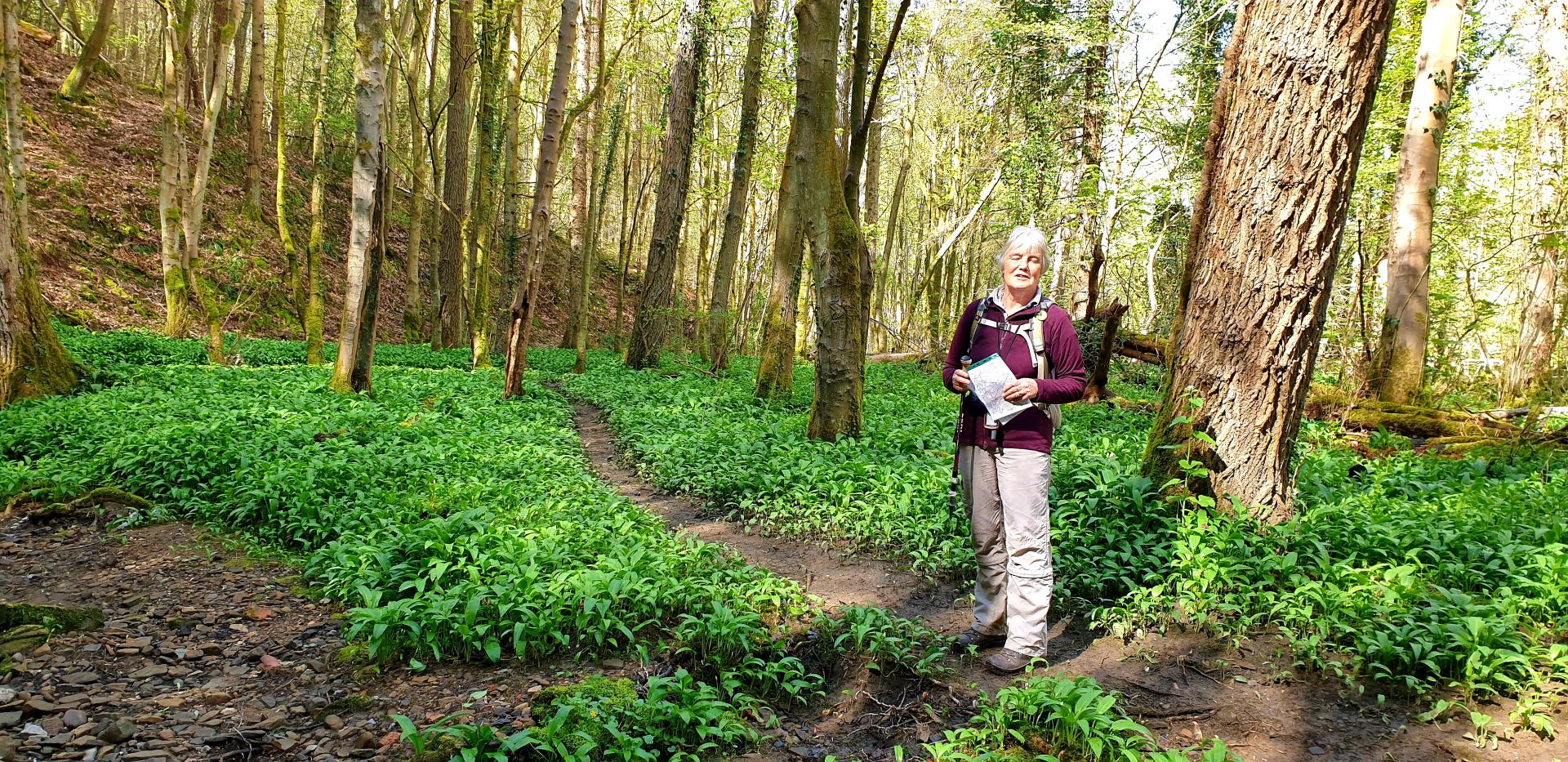 Rag Path wood