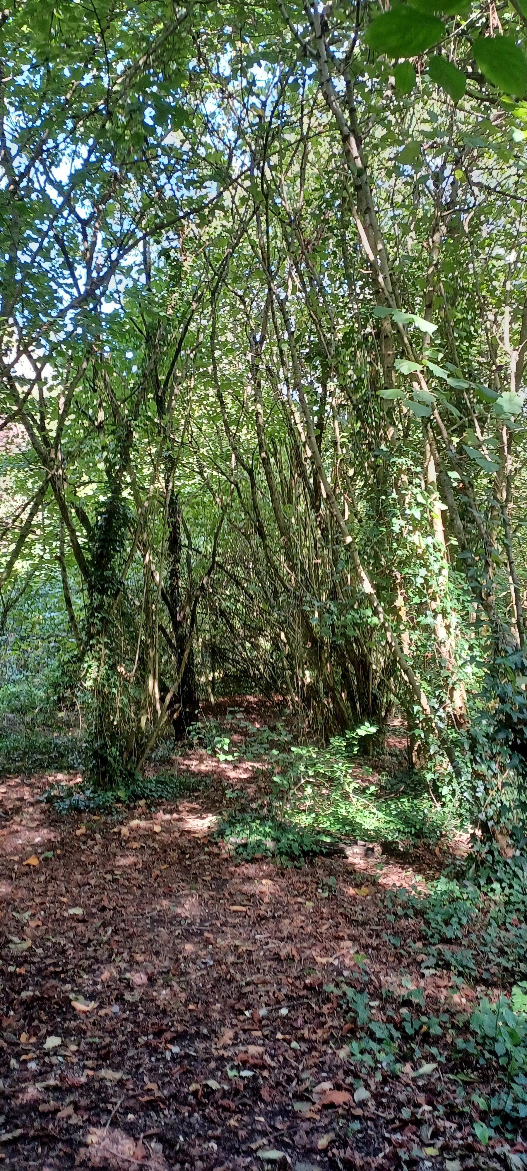 Lodge Wood