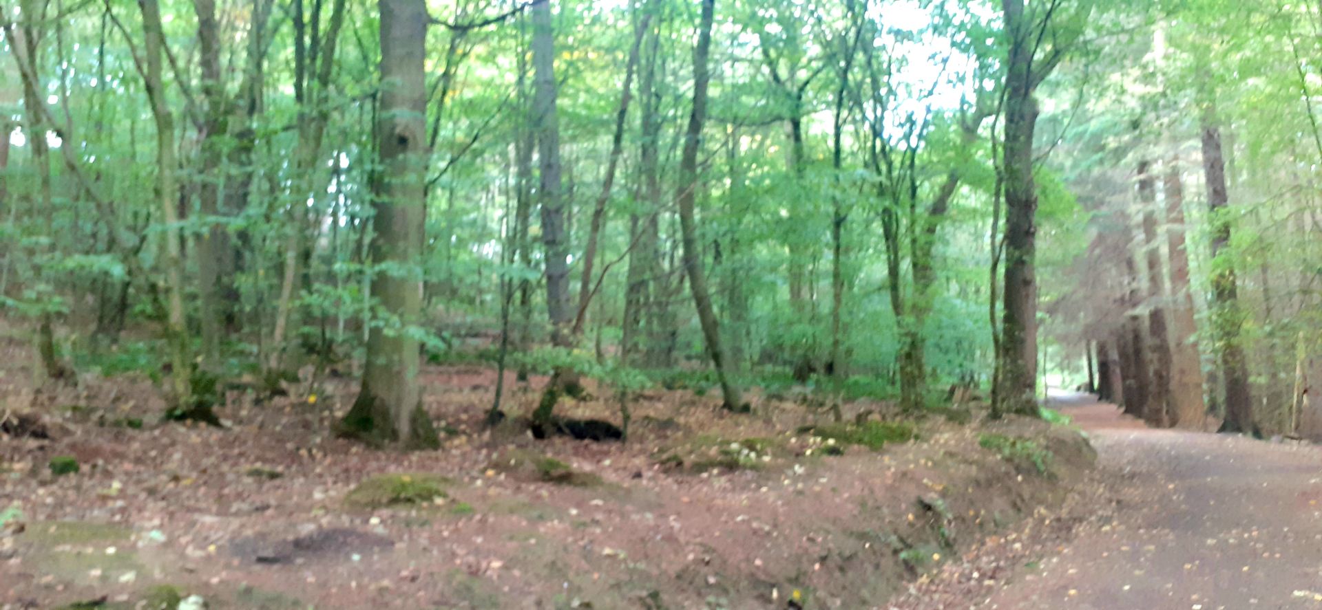 A view from the walk