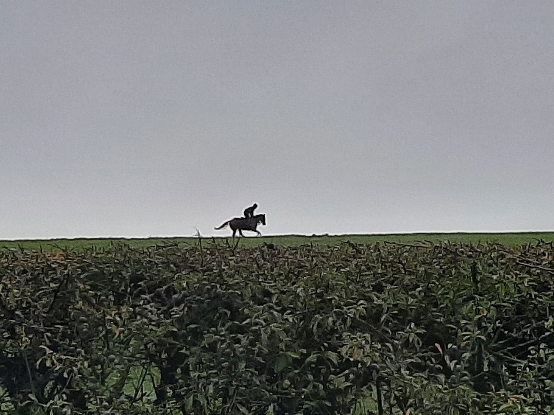 horse rider