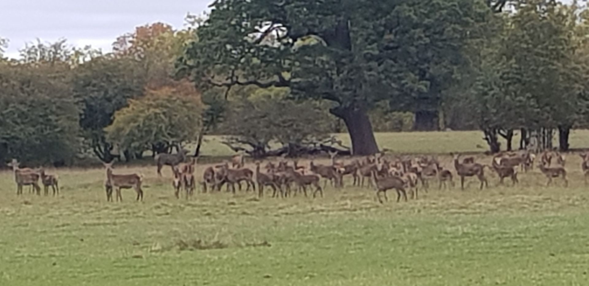 Herd of deer