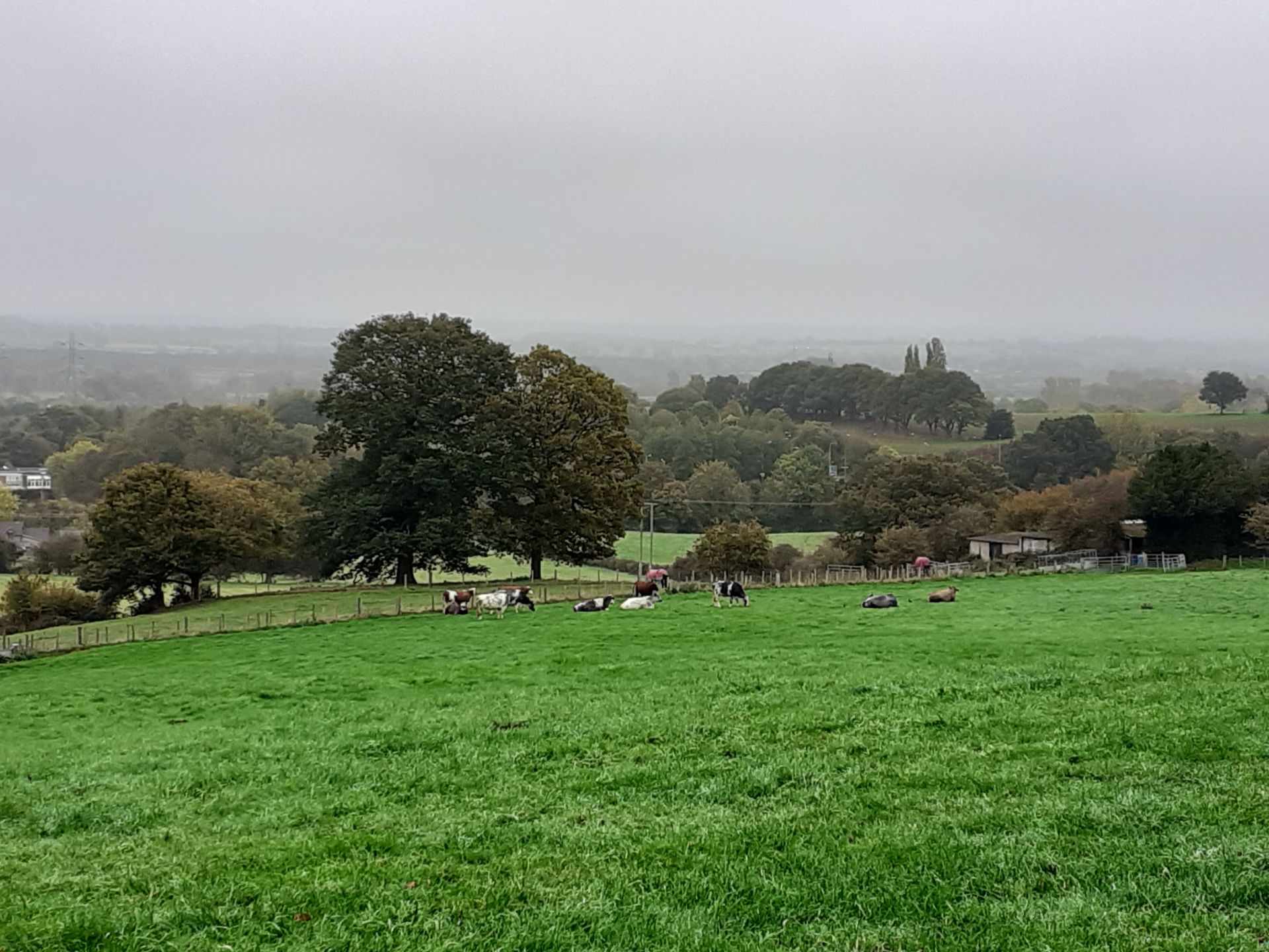 Cows in pasture and hills beyond