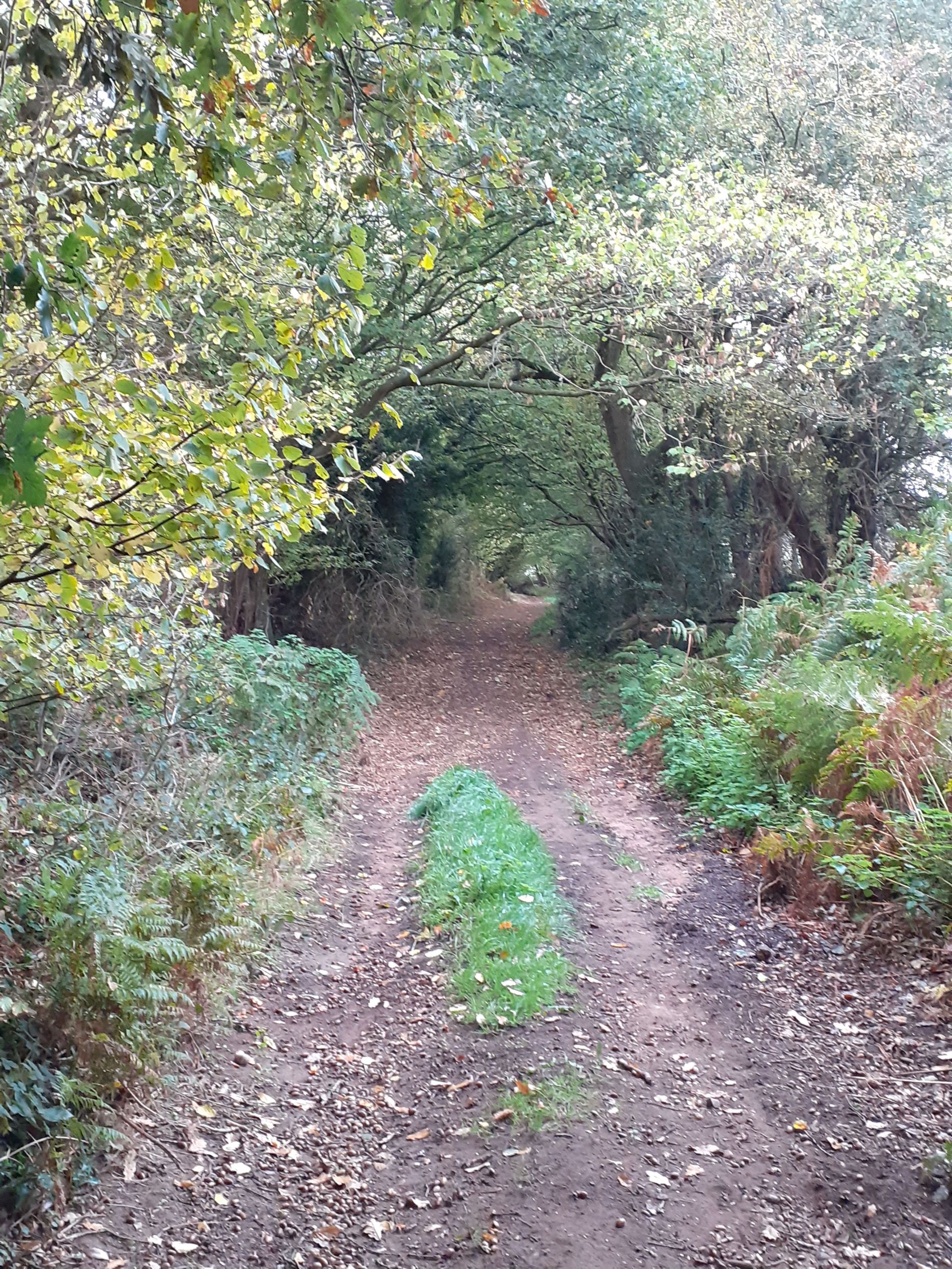 A woodland path