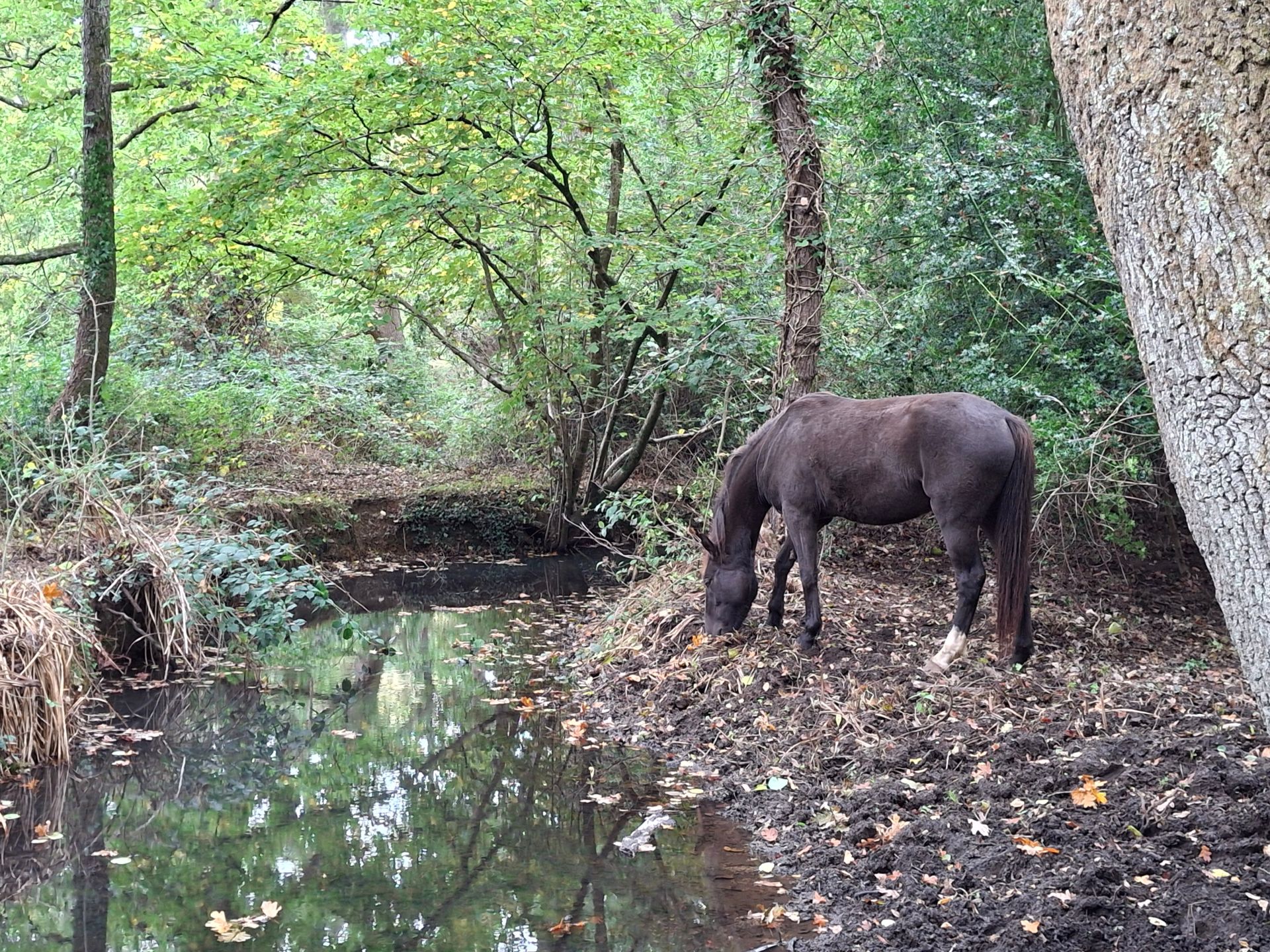 Horse grazing by the stream in Flexford Nature Reserve