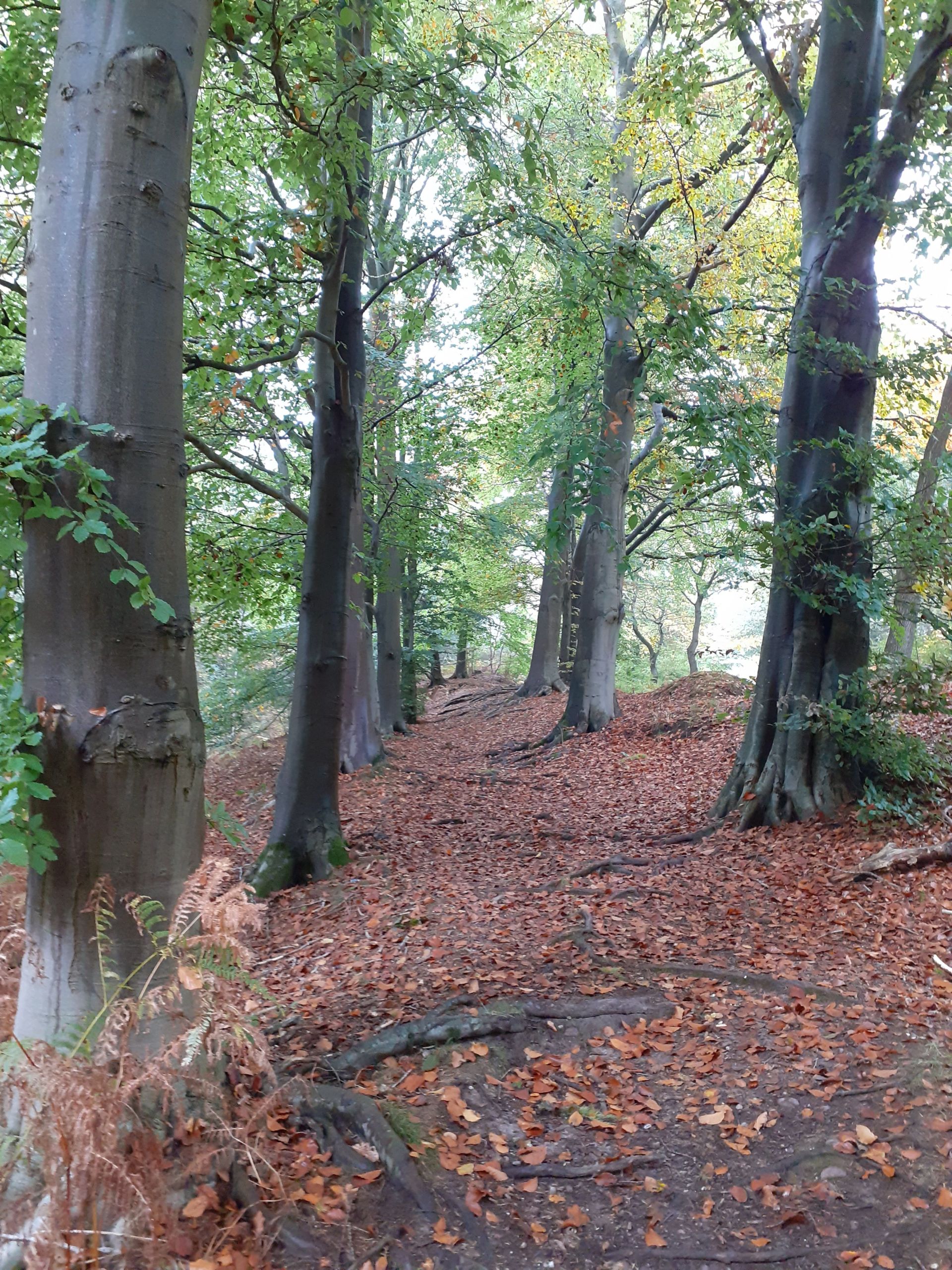 Autumn colours