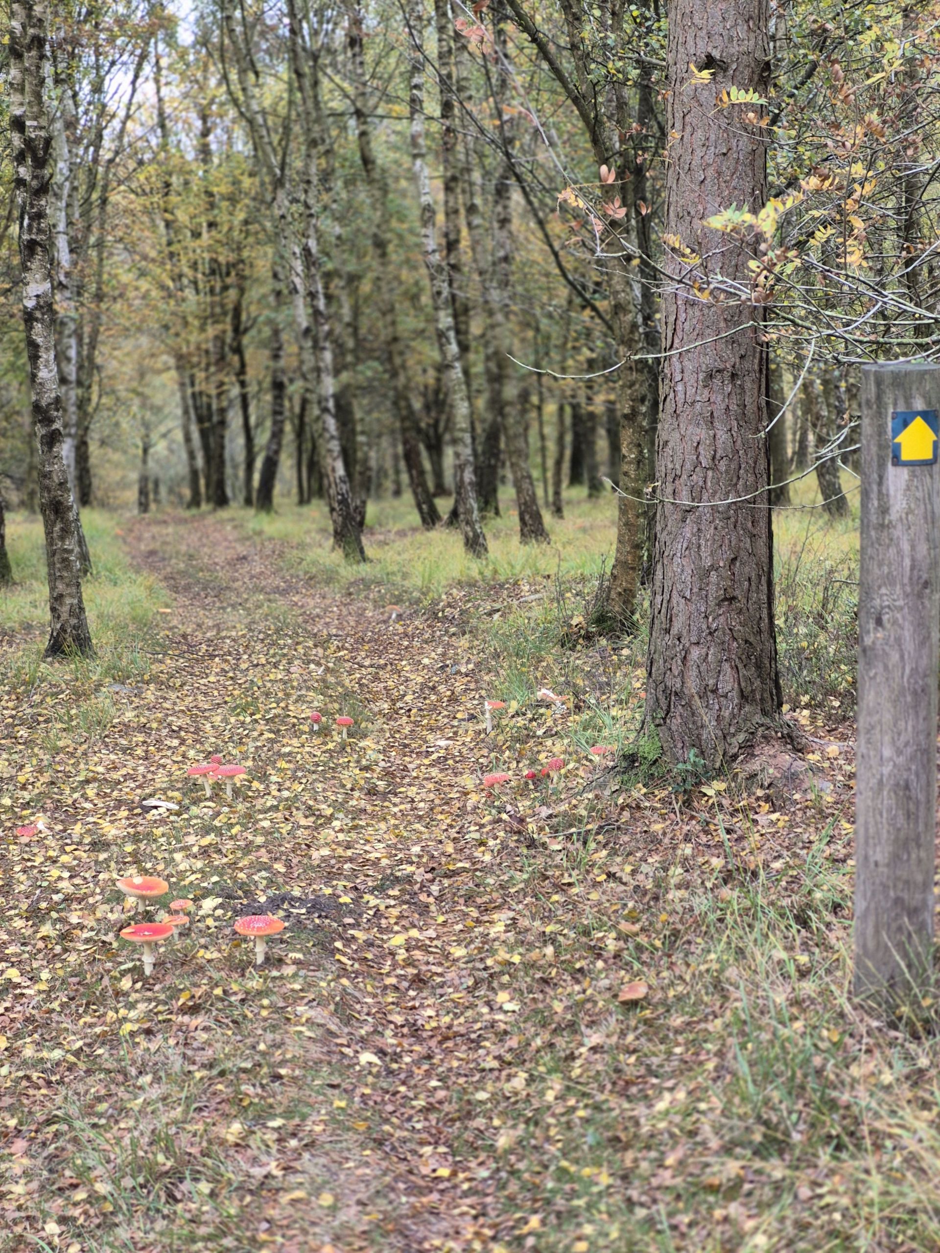 Classic red mushrooms seen in the woods at Pennyholme Wath.