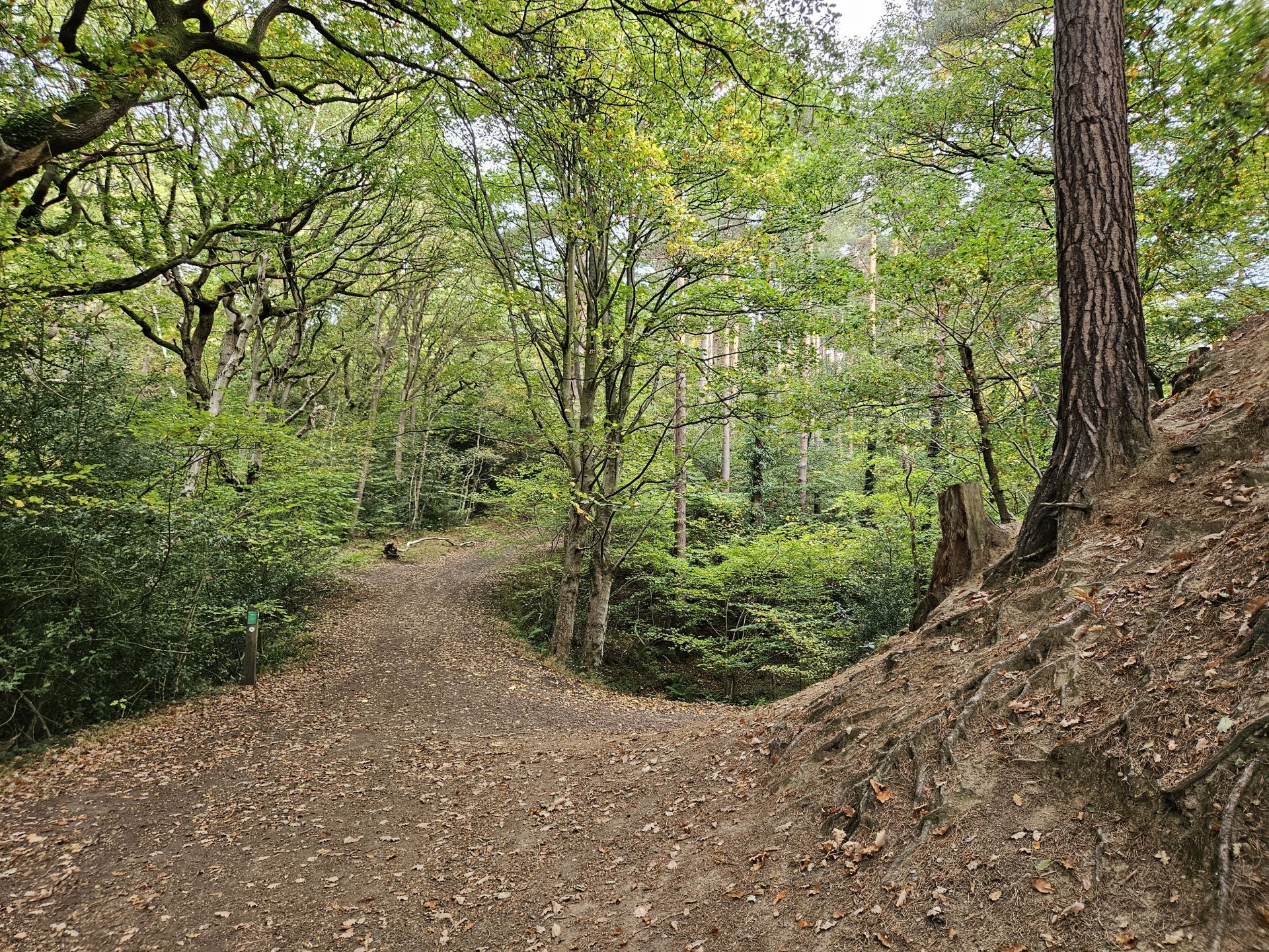 Path through woods