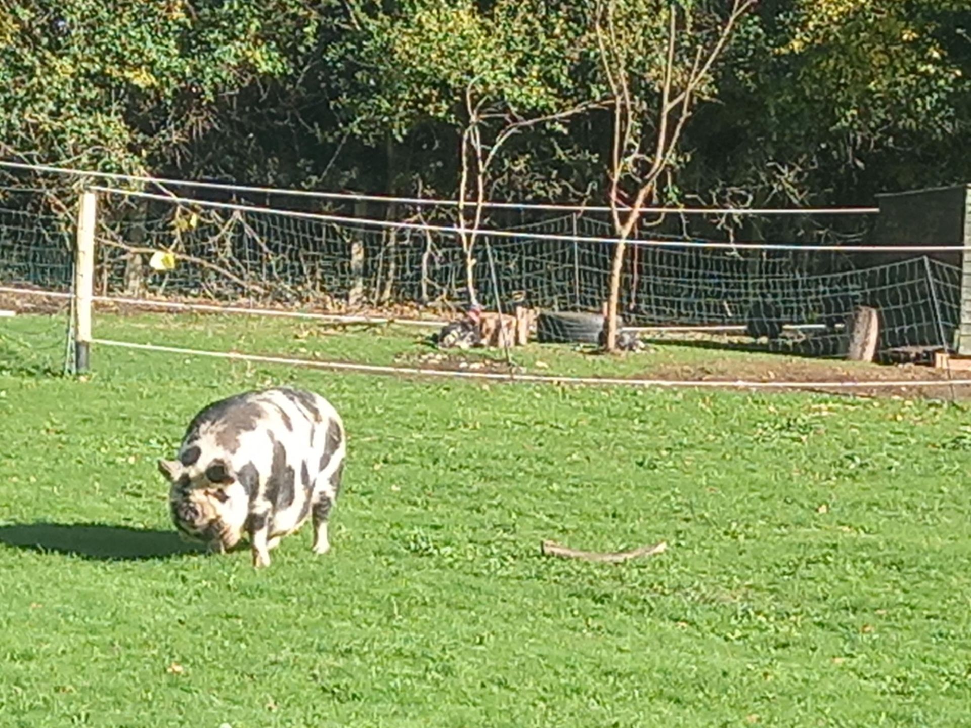 Name the pig competition