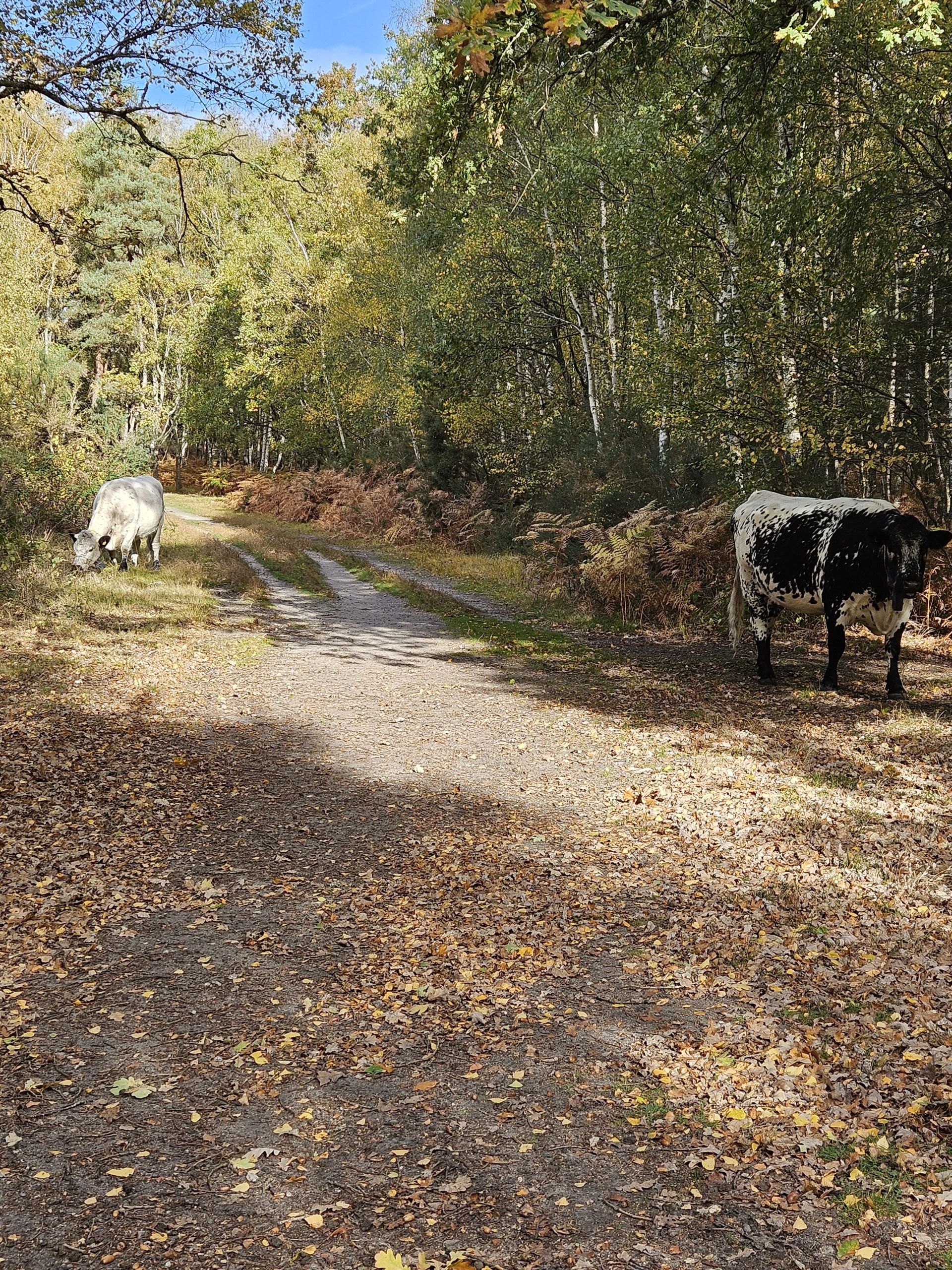 Cows but mostly harmless