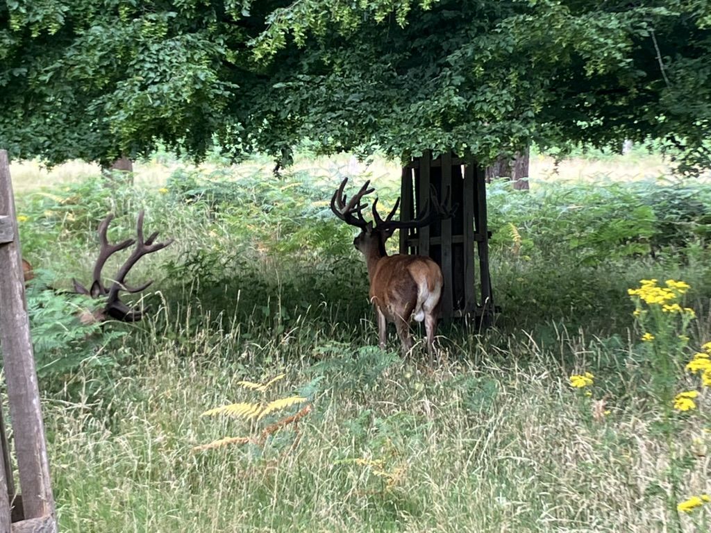 Richmond Park