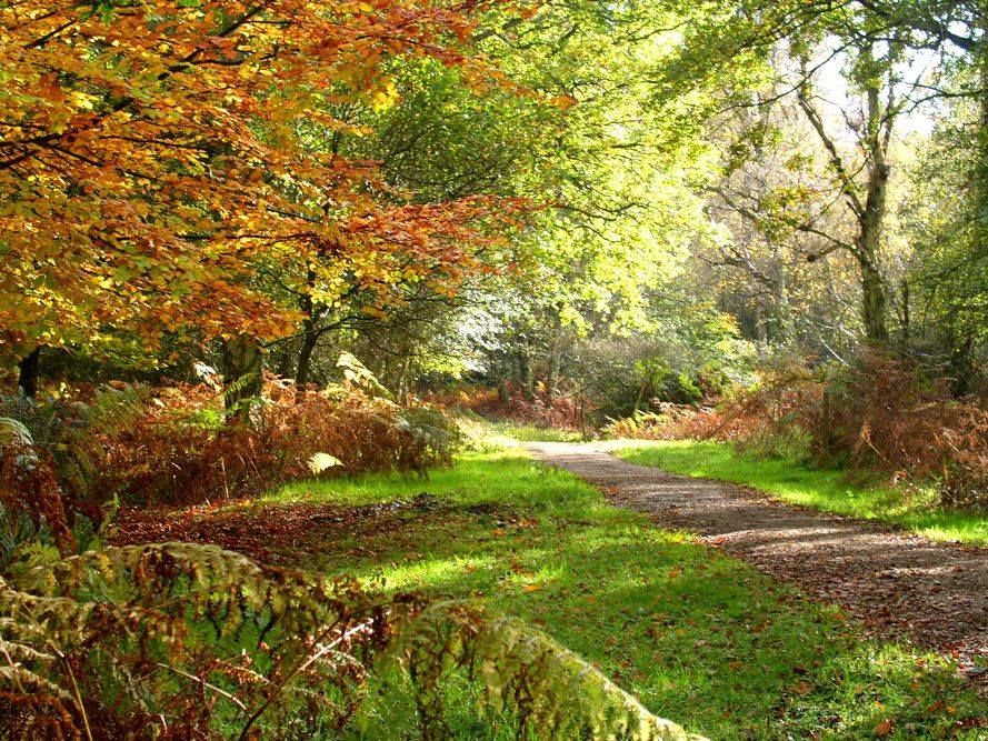 Woodland and autumn leaves