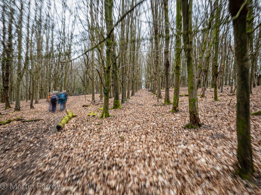 walk in autumn woods among leaves