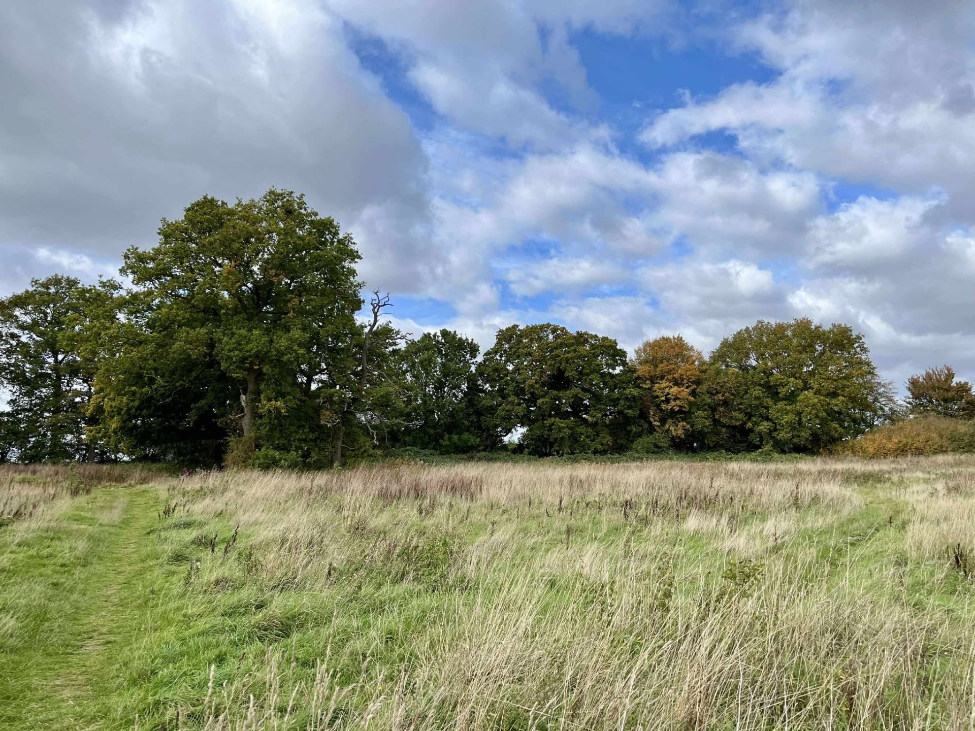 A meadow with woodland beyond