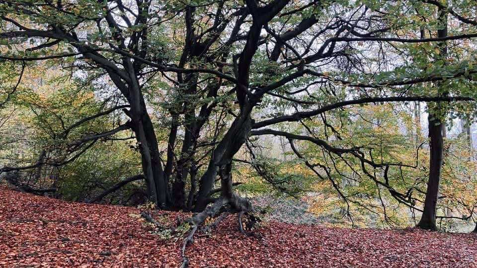 Trees and autumn leaves