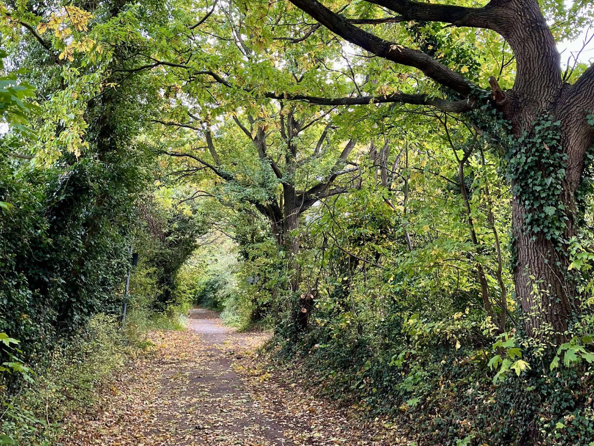 A tree lined path
