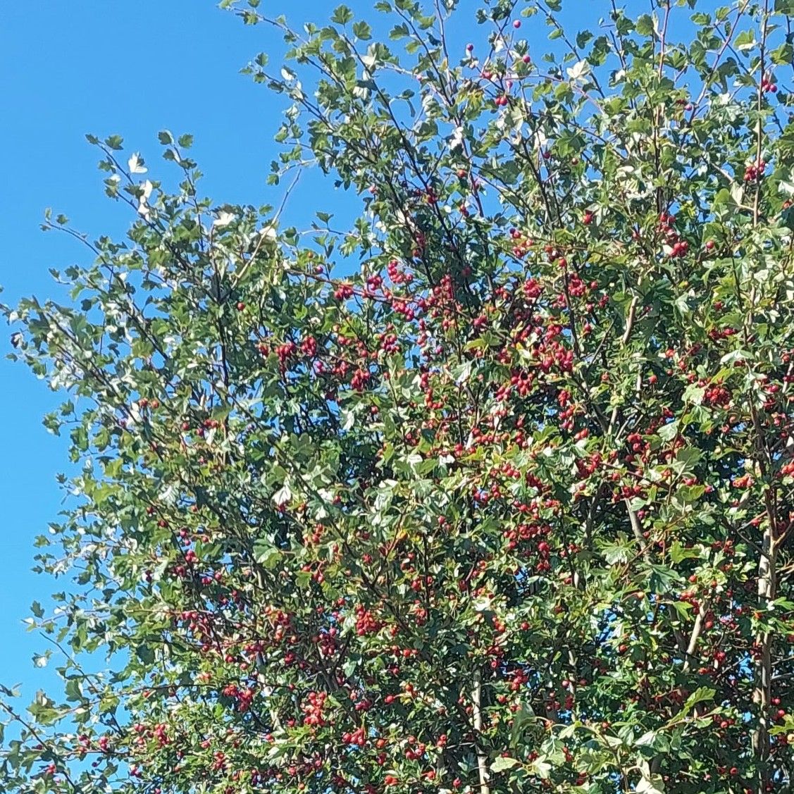 hawthawn tree with berries blue sky